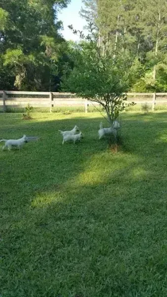 Three white goats grazing in a sunny green yard near a small tree.