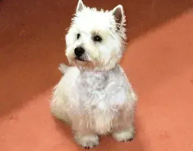 White fluffy dog sitting on an orange background, looking slightly to the side