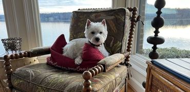 White dog on a cushioned chair by a window, with a river view in the background