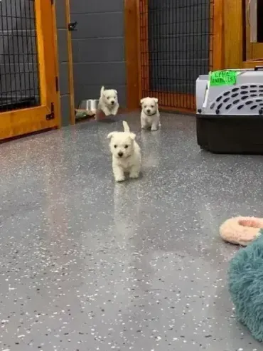 Three small white puppies walking in a fenced indoor play area