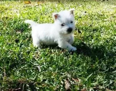 Small white puppy standing on green grass in bright sunlight