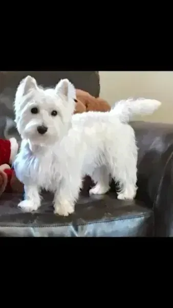 Small white dog standing on a dark couch, looking at the camera.
