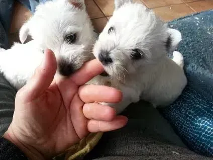 Two fluffy white puppies sniffing a hand on a couch