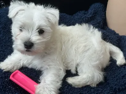 Small white puppy lying on a dark blanket beside a bright pink toy