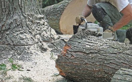 Arborist using a chainsaw to cut through a fallen tree during emergency removal