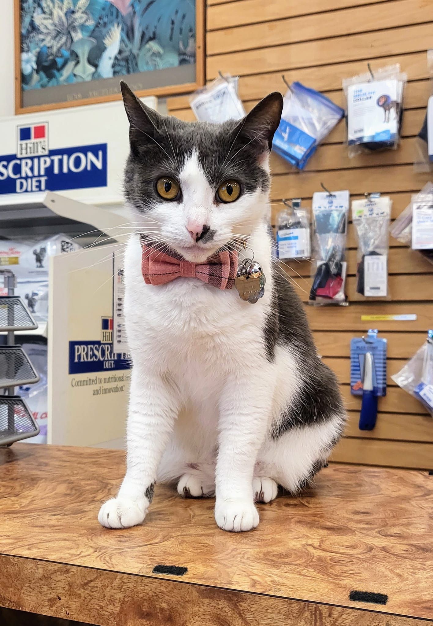 A black and white cat wearing a bow tie is sitting on a table.