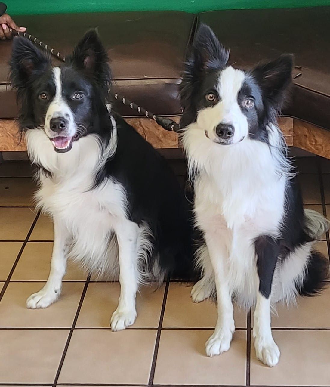 Two black and white dogs are sitting next to each other on a tiled floor.