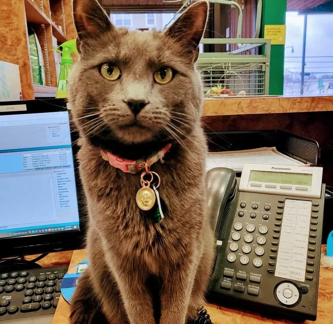 A cat is sitting on a desk next to a telephone