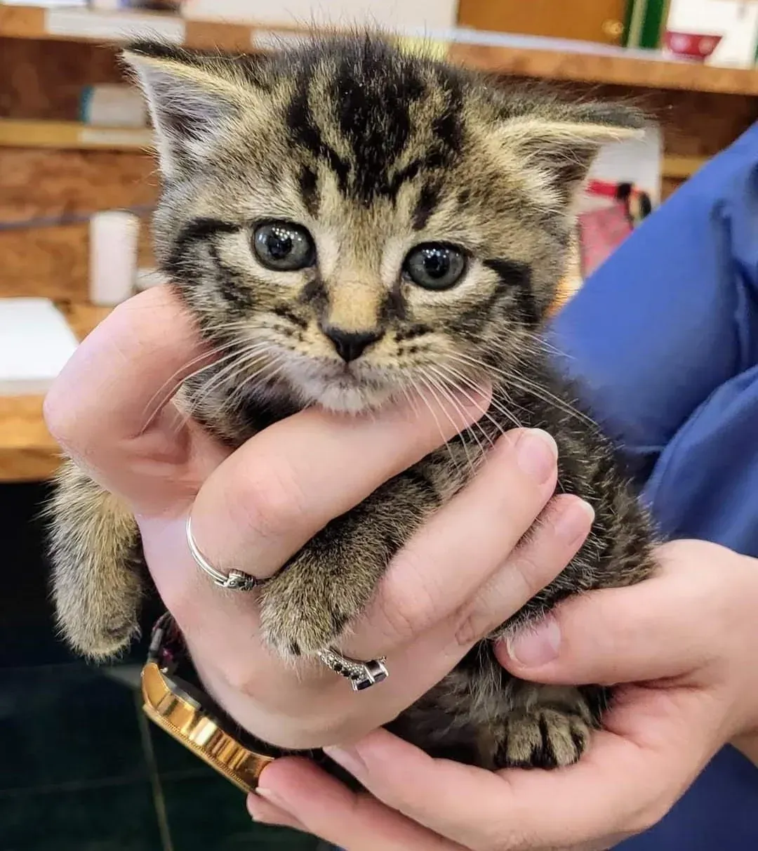 A person is holding a small kitten in their hands