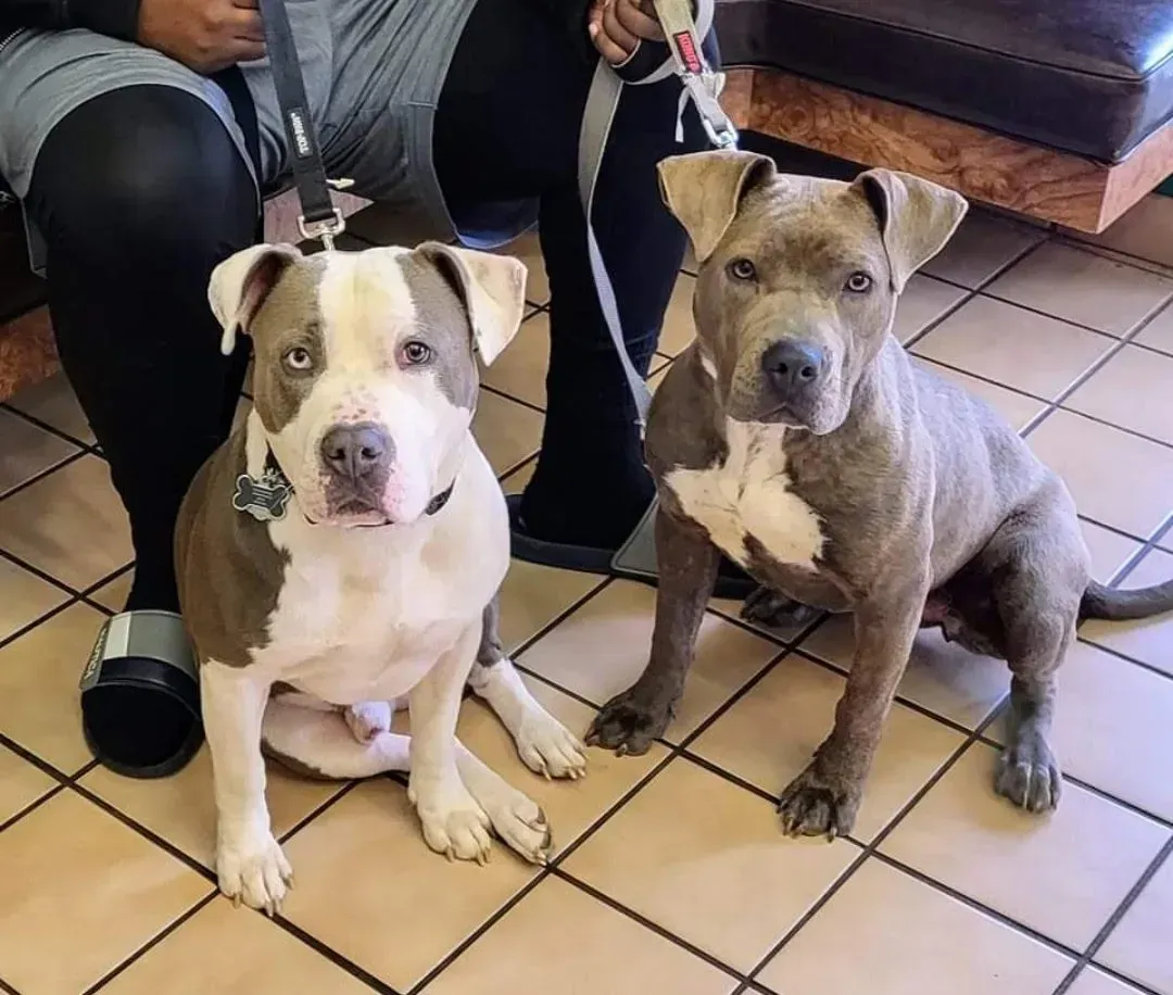 Two dogs are sitting next to each other on a tiled floor