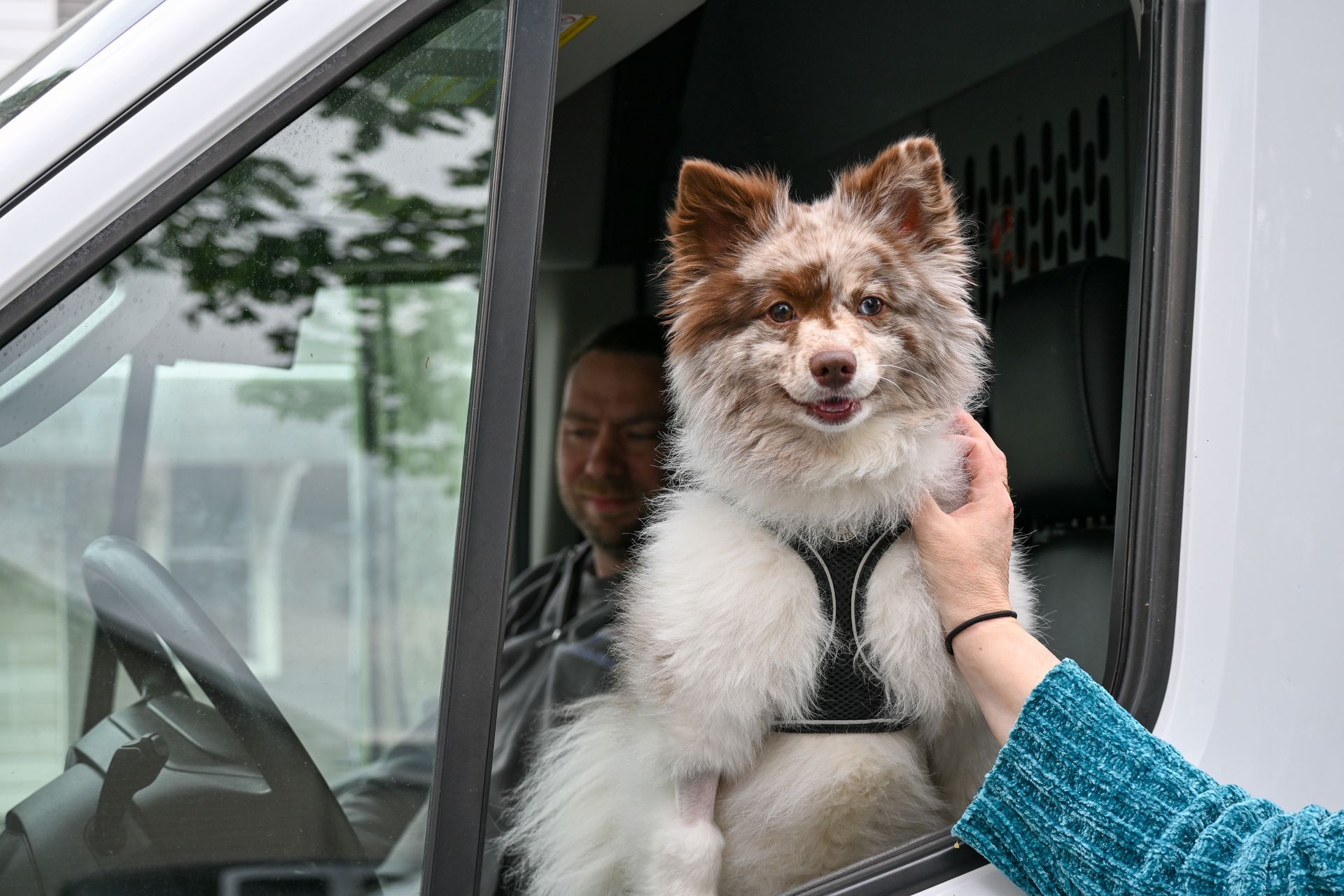 A dog is sitting in the driver 's seat of a van.