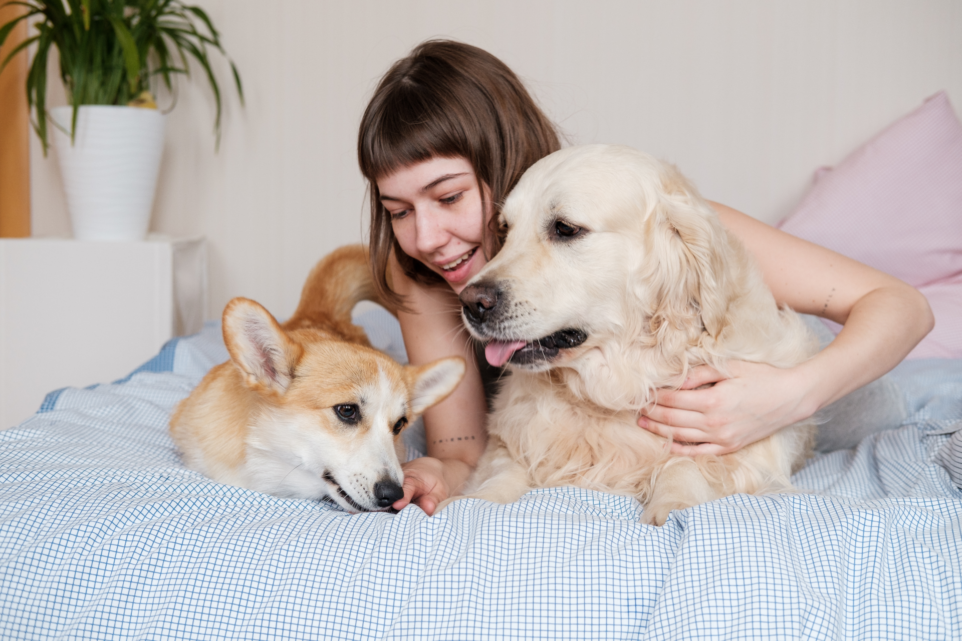 About Us | AirPets Australia