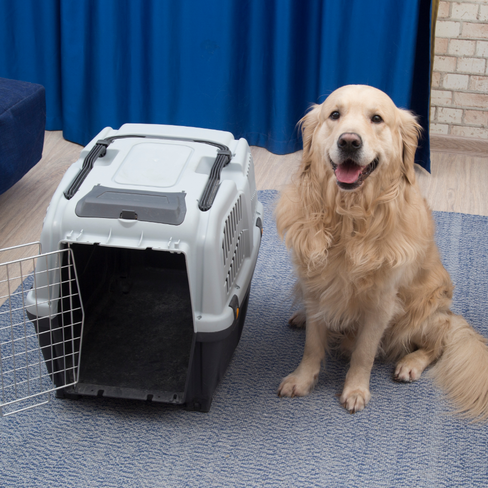 Pet Airline Crates for Planes | AirPets