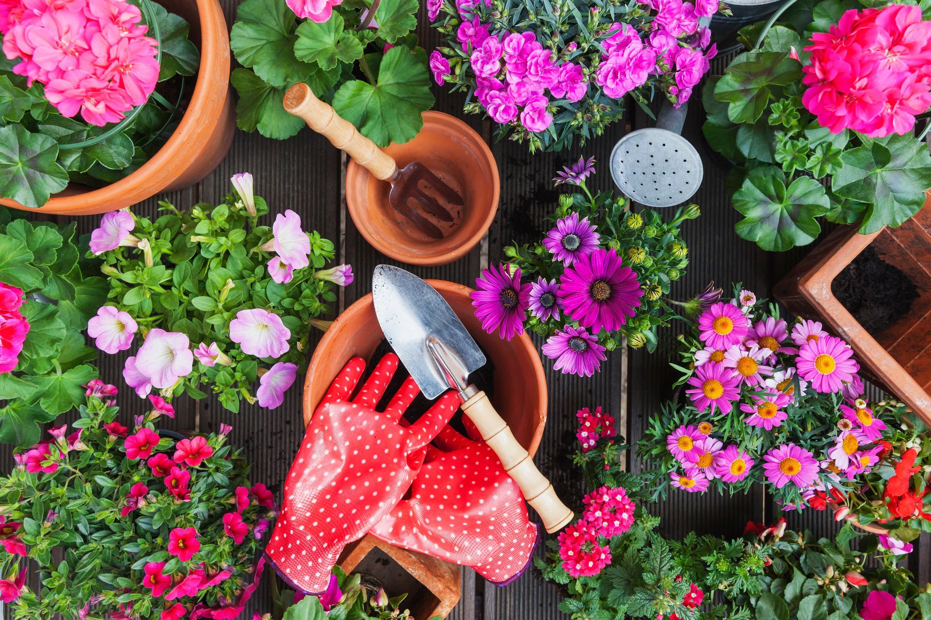 Ci sono molte piante in vaso e attrezzi da giardinaggio sul tavolo.