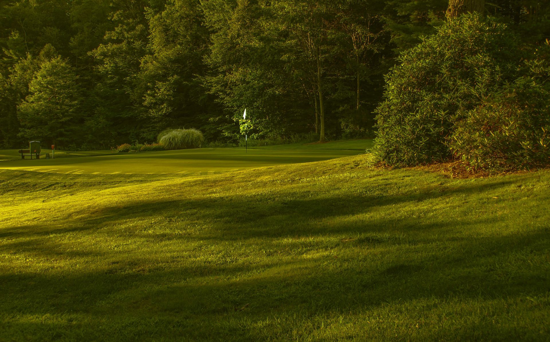 Sunlit green park with grassy lawn, trees, and long shadows in late afternoon