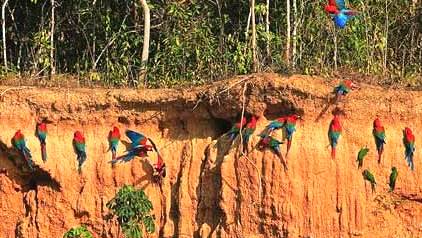 Macaw Clay Lick Macaw Clay Lick