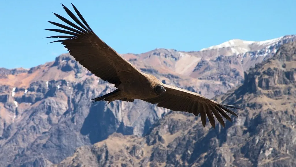 Colca Canyon Colca Canyon