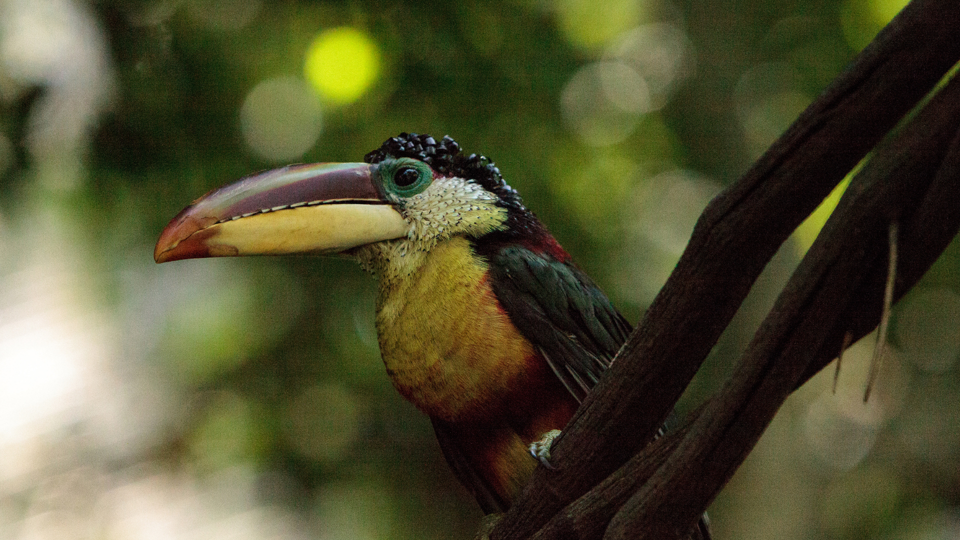 Aracari