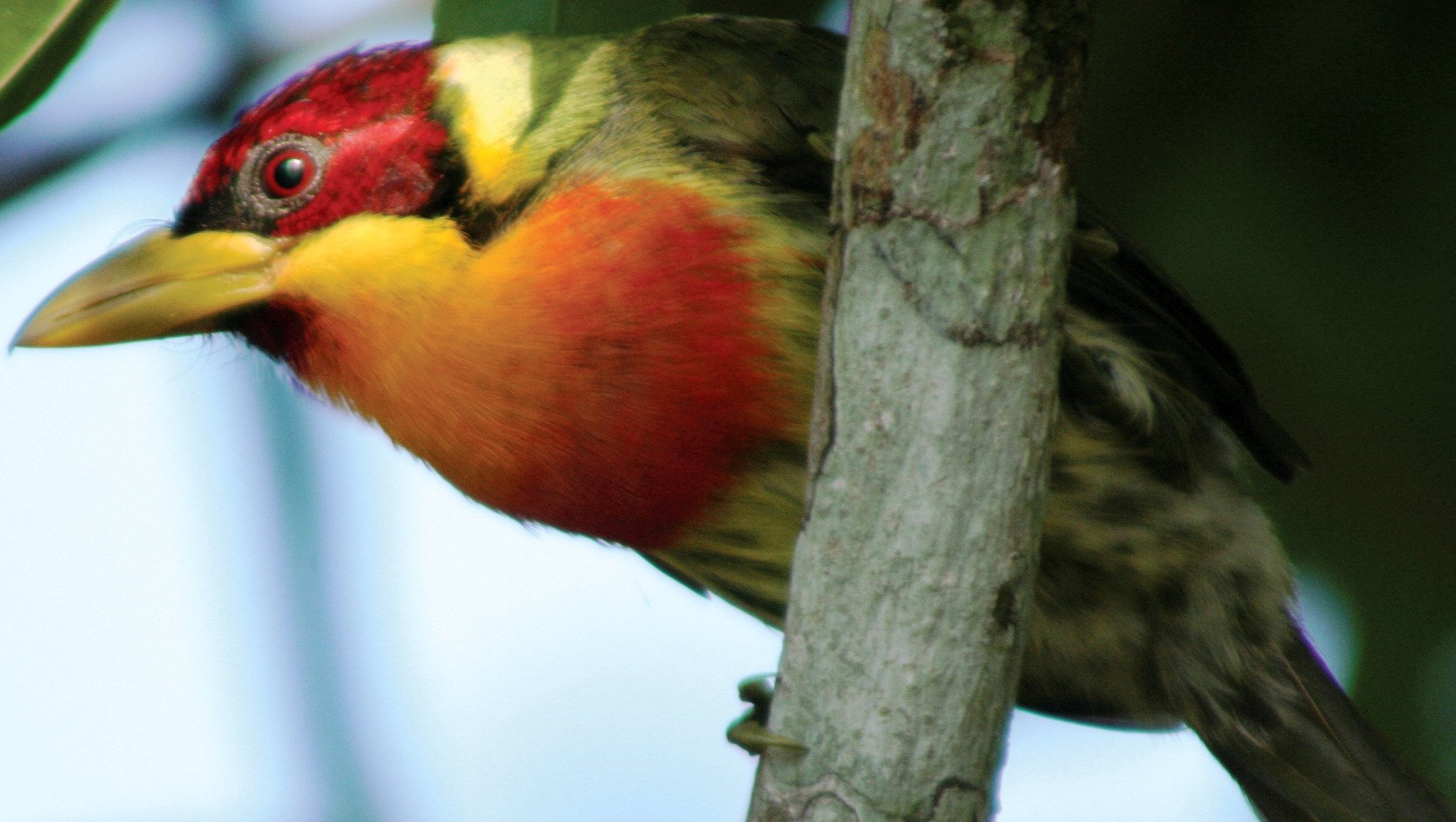 Barbet