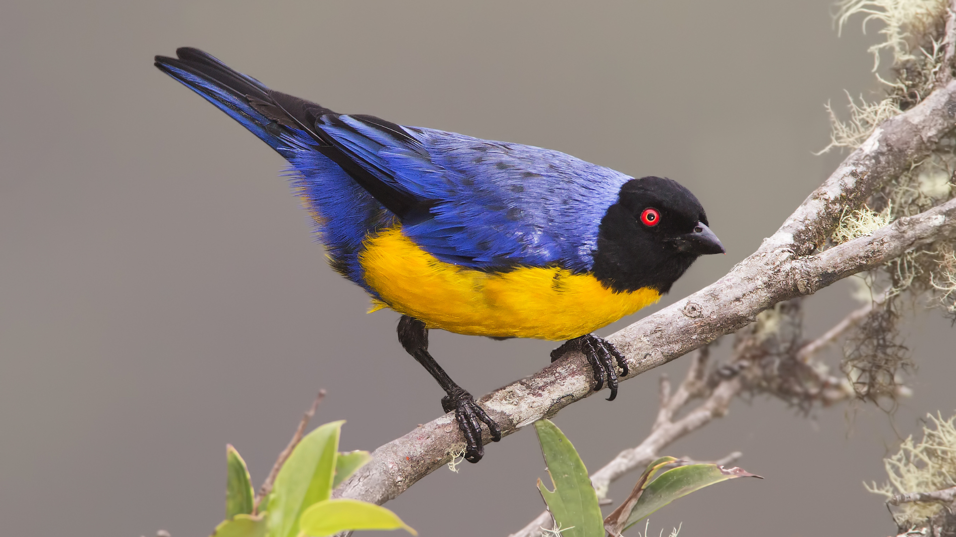 Tanager