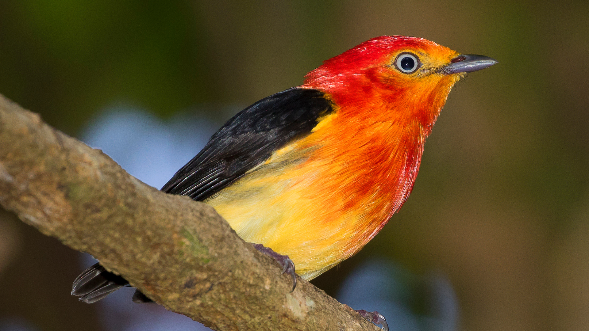 Manakin