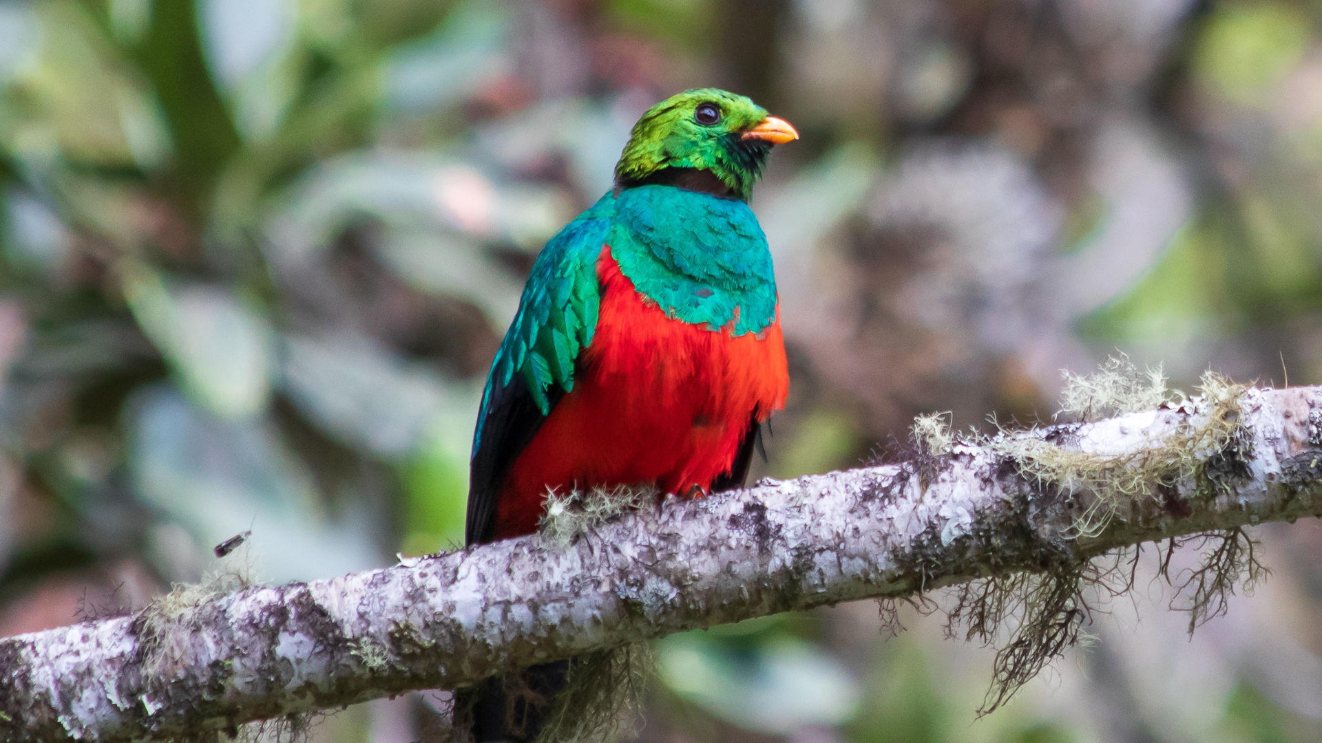 Quetzal Quetzal
