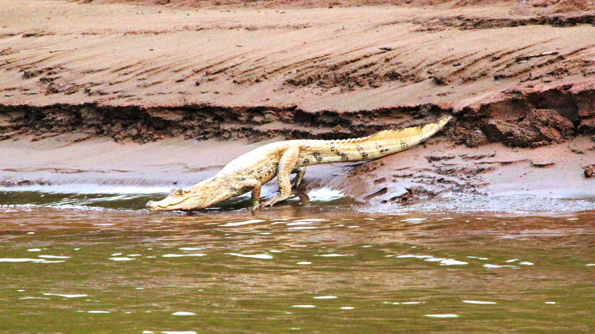 Caiman Caiman