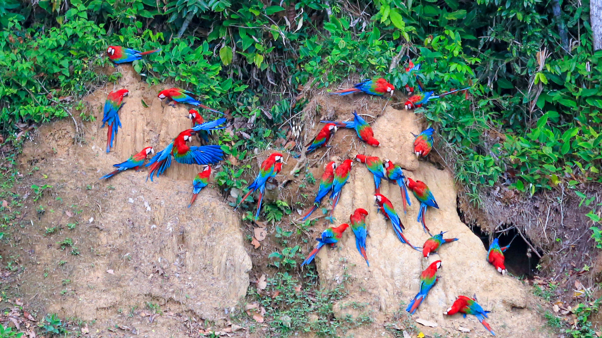 Macaw Clay Lick Macaw Clay Lick