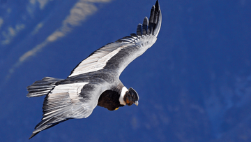 Colca Canyon