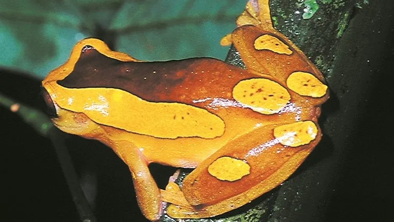 Colorful Frog Colorful Frog