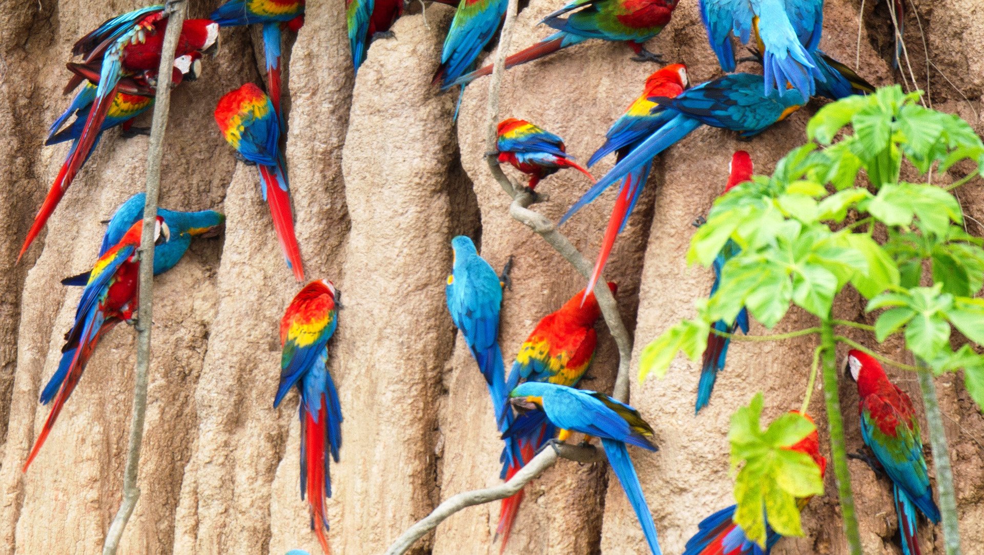 Macaw Clay Lick