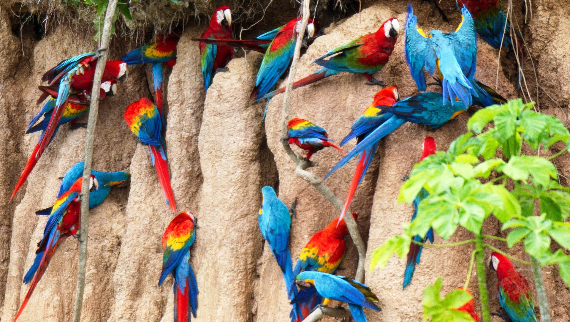 Macaw Clay Lick Macaw Clay Lick