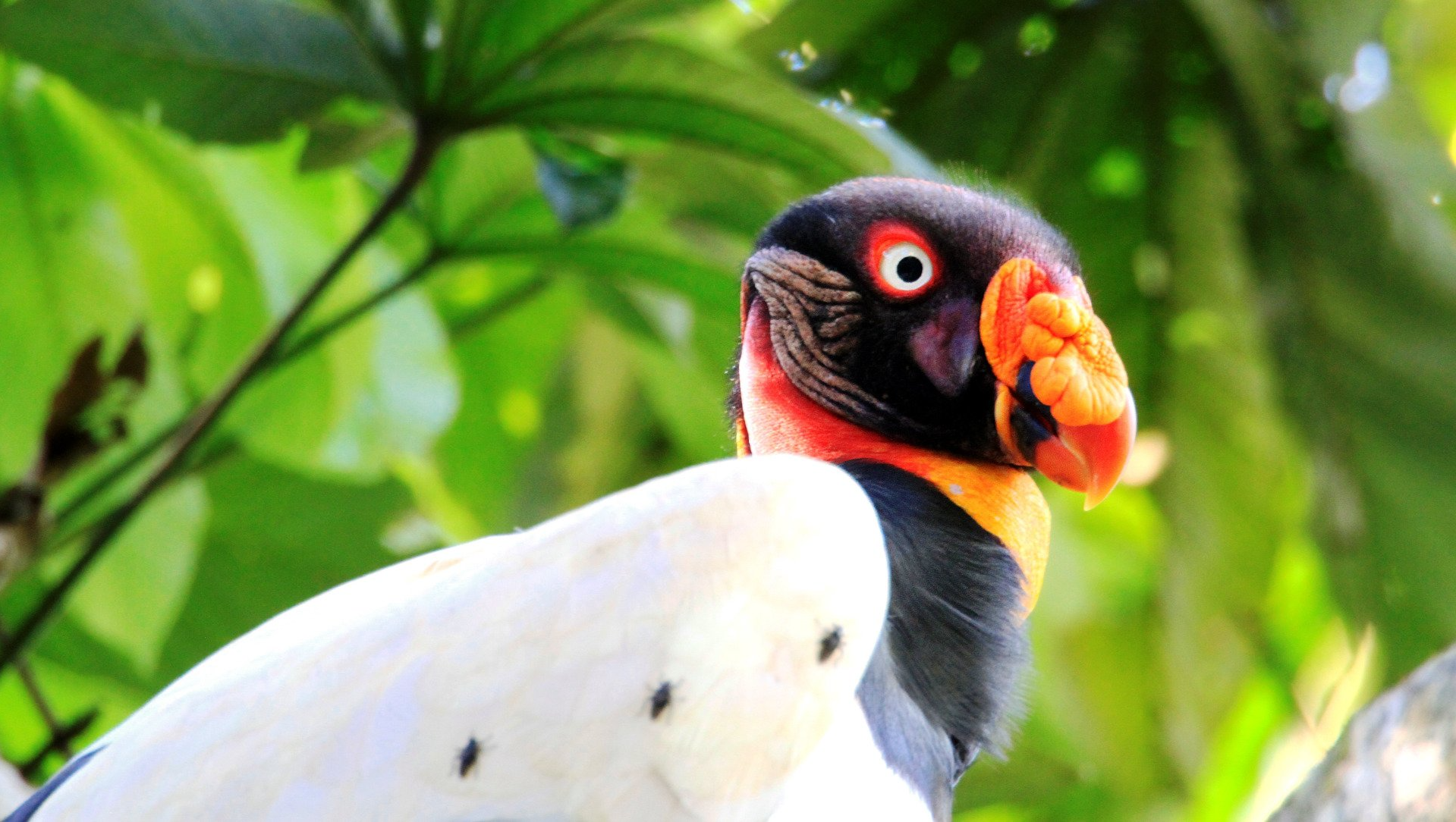 King Vulture