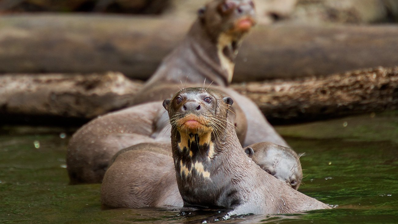 Giant Otters Giant Otters