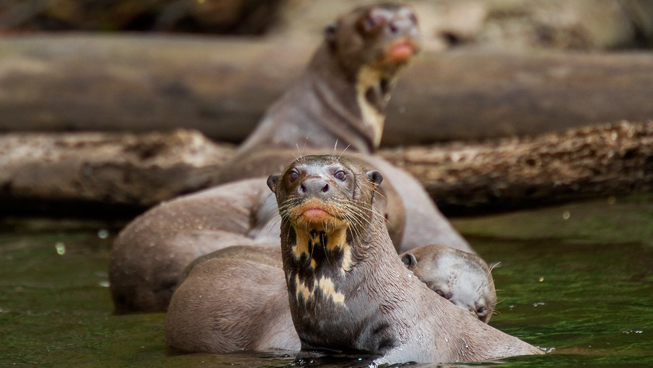 Giant Otters Giant Otters