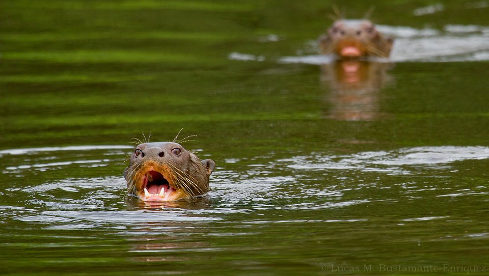 Giant Otters