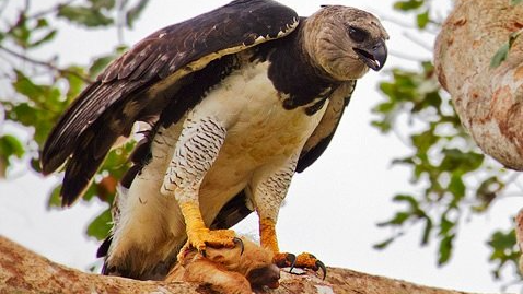 Harpy Eagle