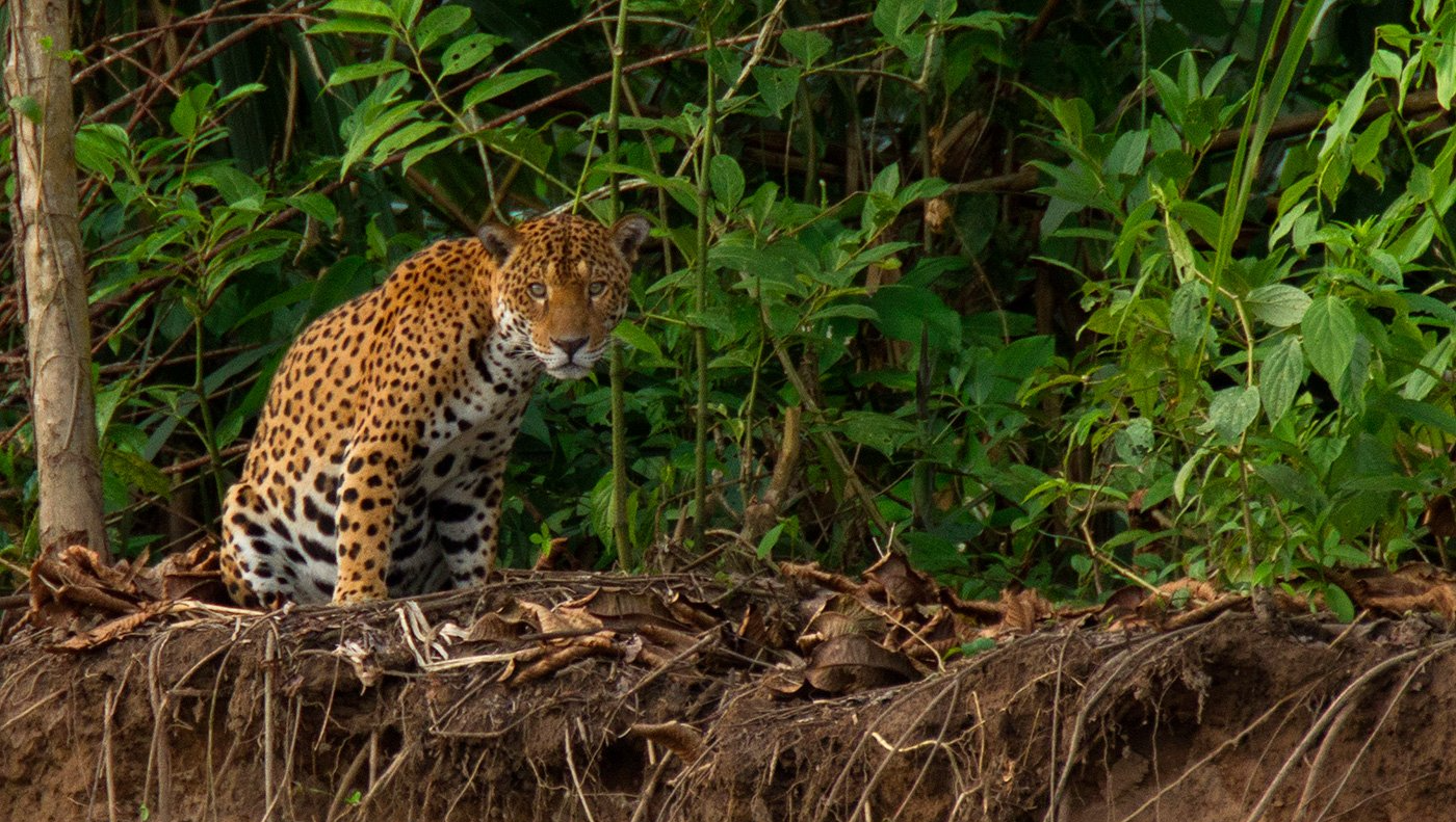 Jaguar