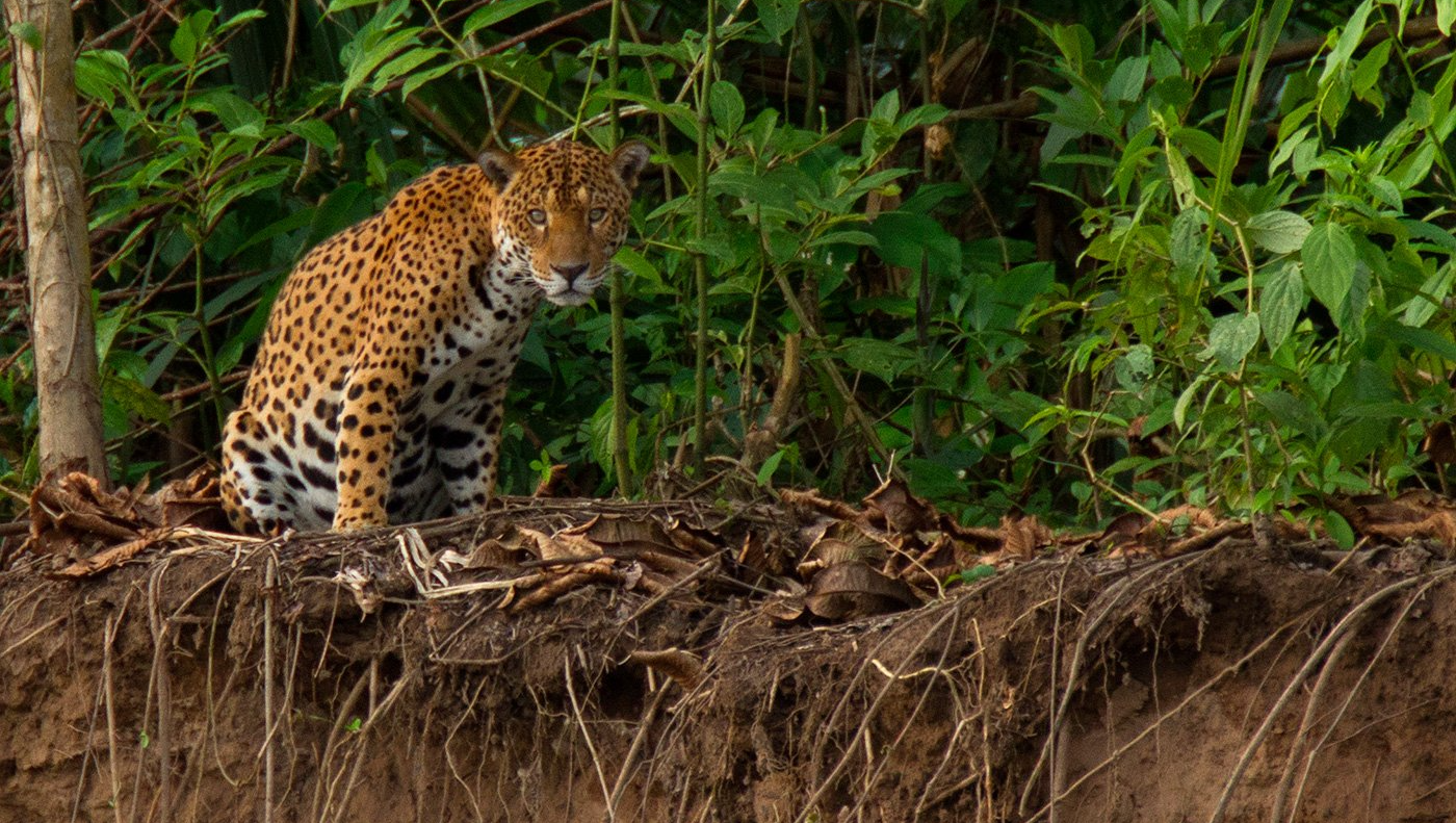 Jaguar Jaguar