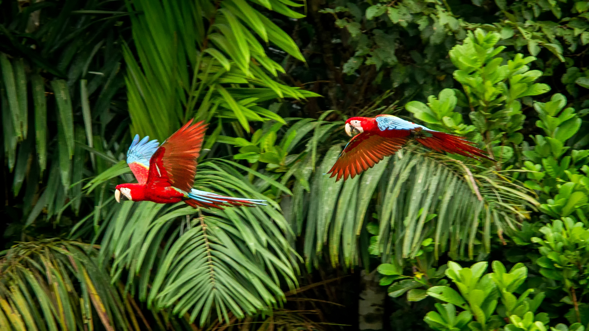 Macaws