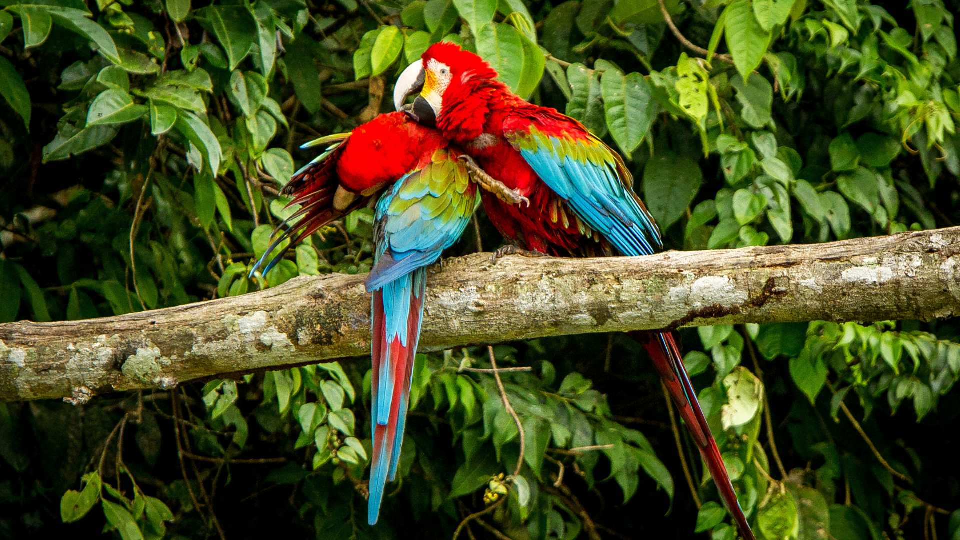 Macaws Macaws