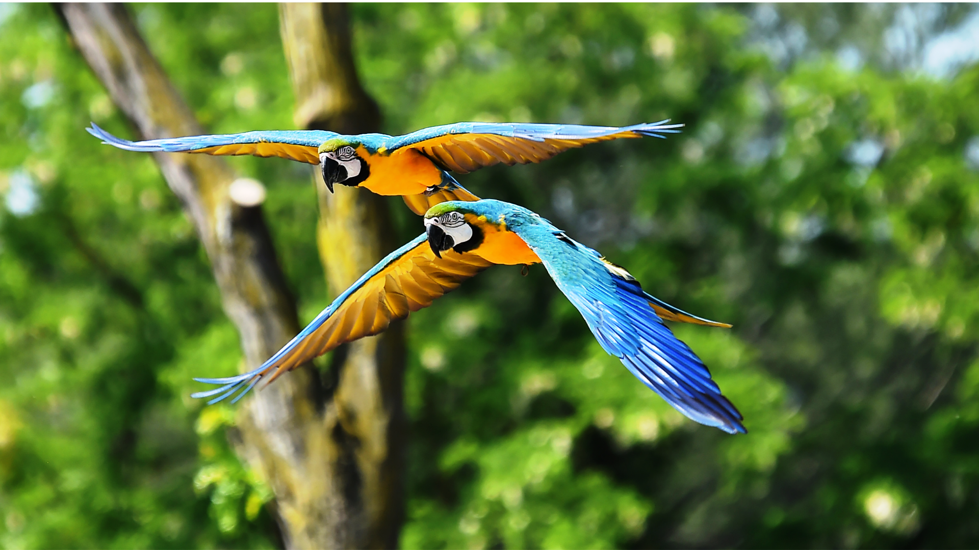 Macaws