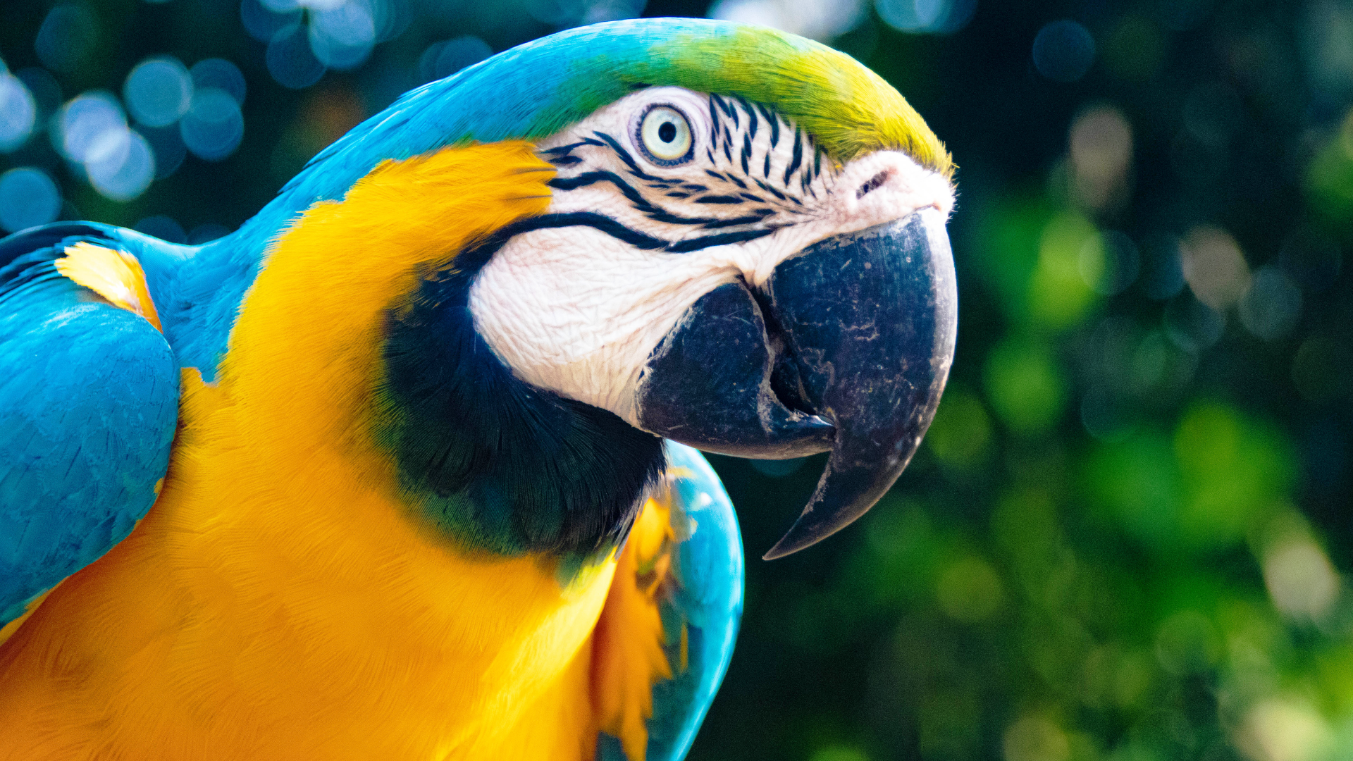Macaw Macaw