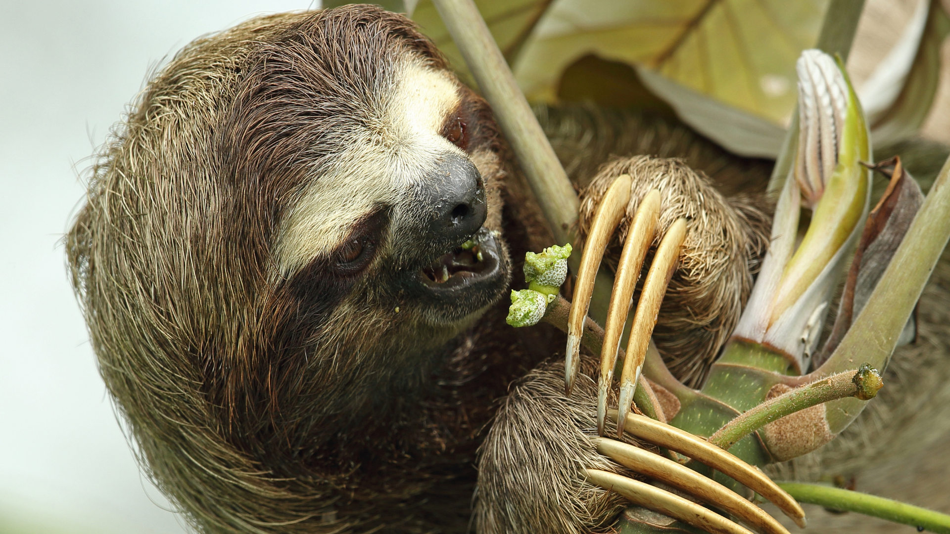 3 Toed Sloth 3 Toed Sloth