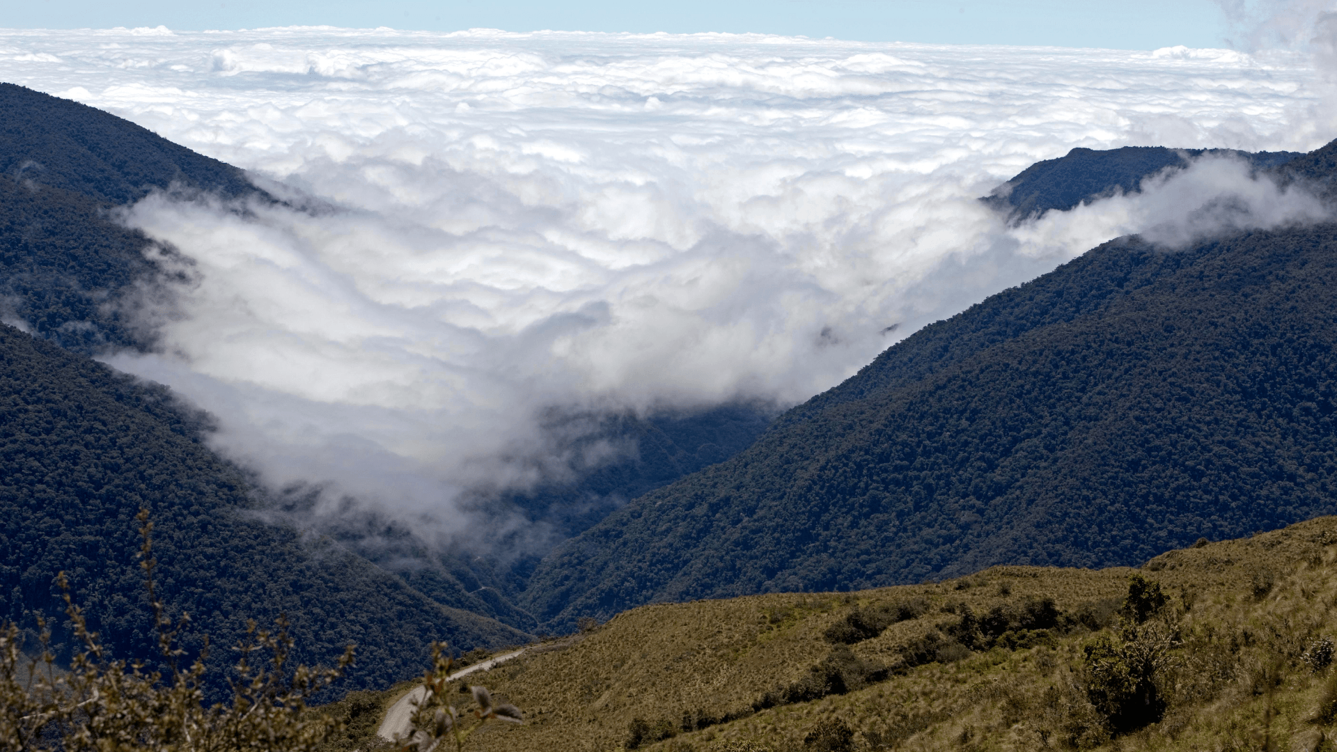 Cloud Forest Cloud Forest