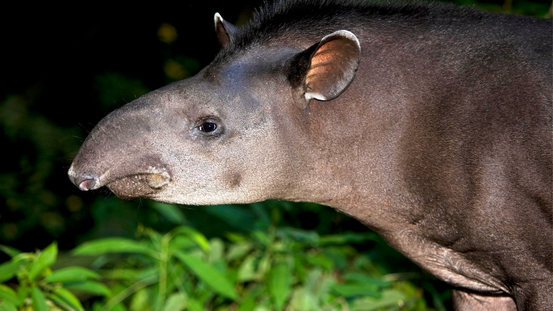 Tapir Clay Lick Tapir Clay Lick