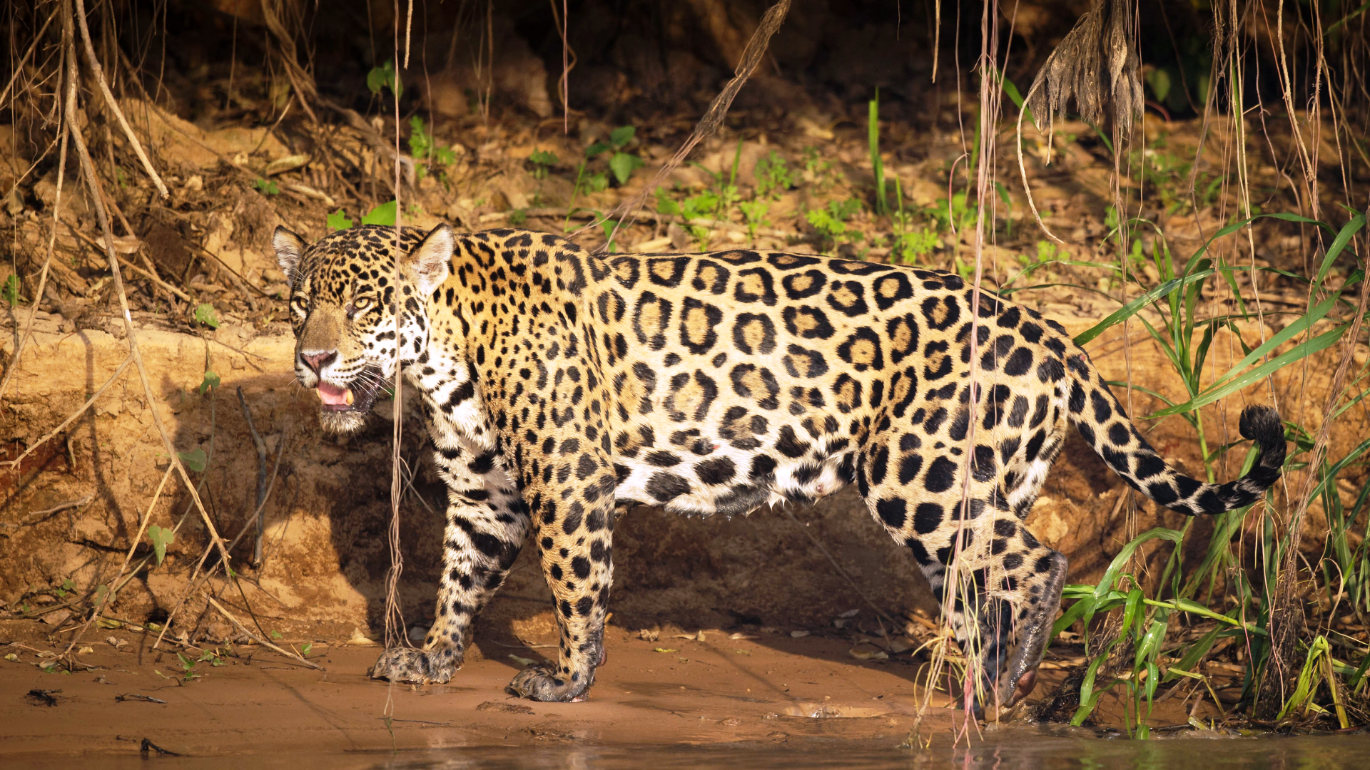 Jaguar Jaguar