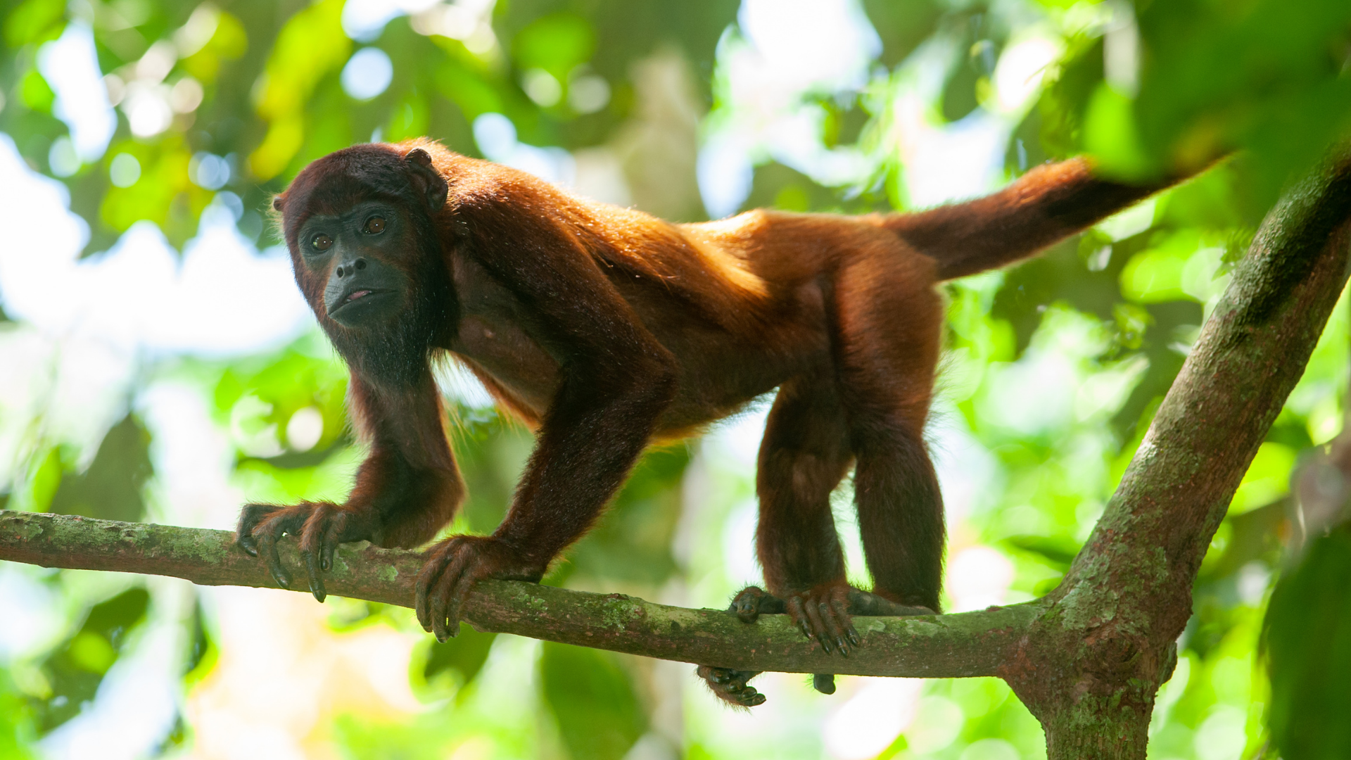 Howler Monkey Howler Monkey