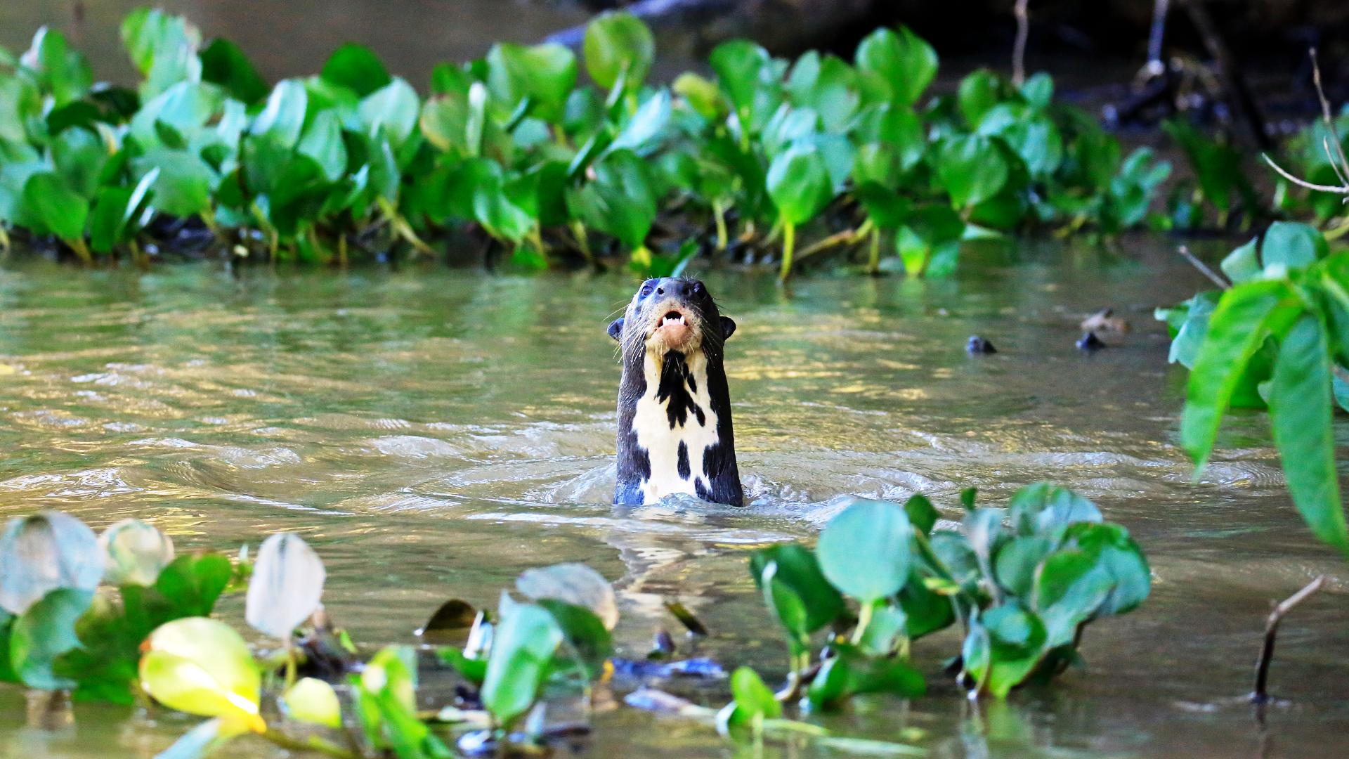 Giant Otter