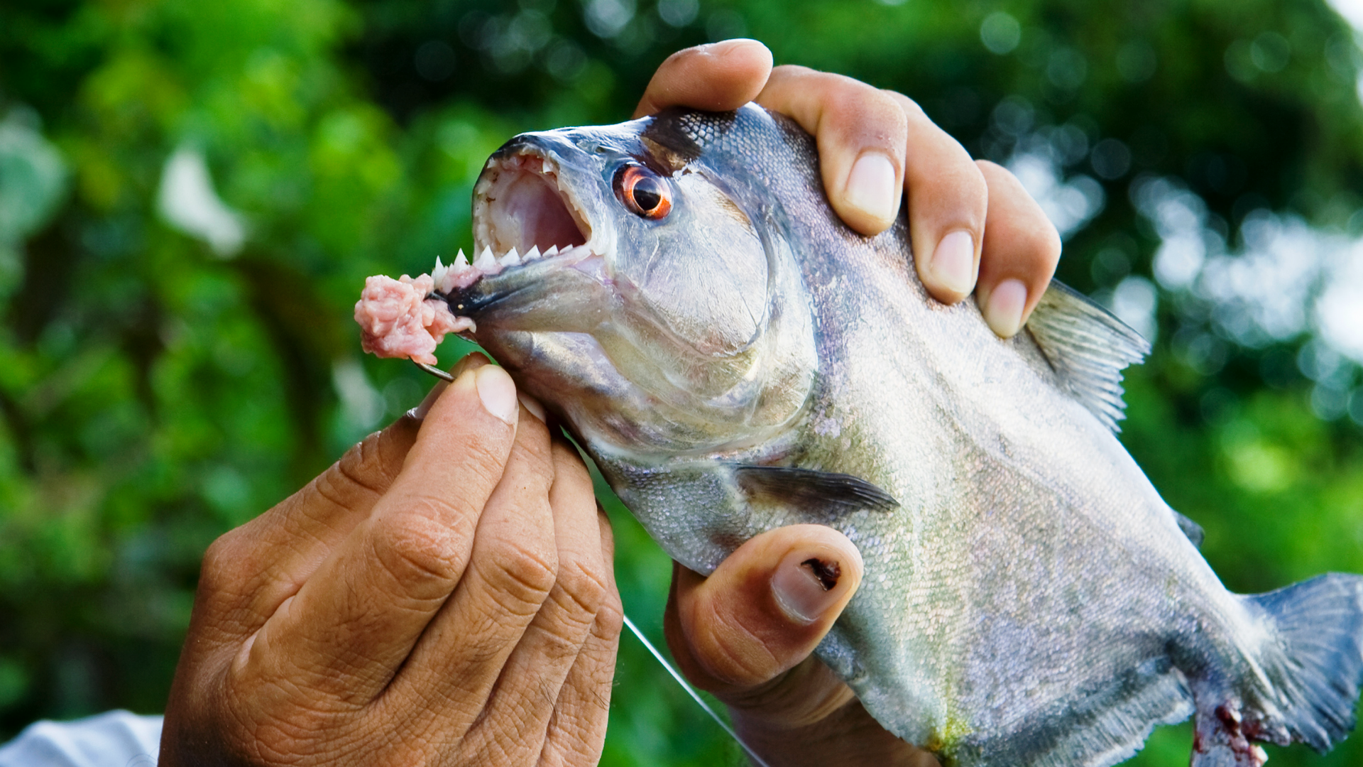Piranha
